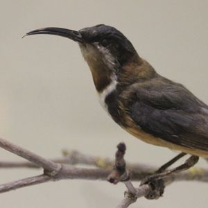 Eastern spinebill -Acanthorhynchus tenuirostris