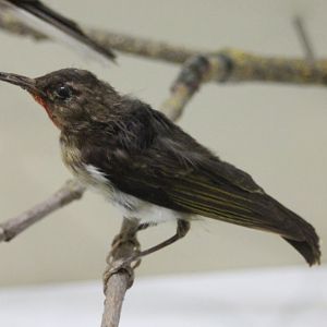 Honeyeater ID