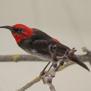 Mountain red-headed myzomela