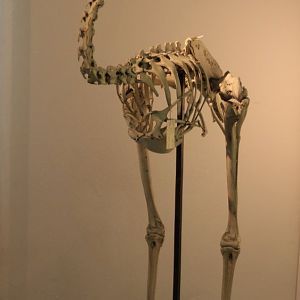 Skeleton Emu