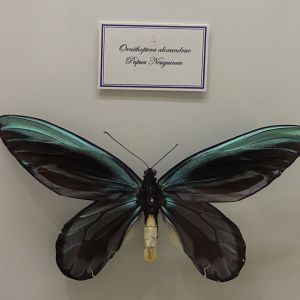 Queen Alexandrs's birdwing - Ornithoptera alexandrae