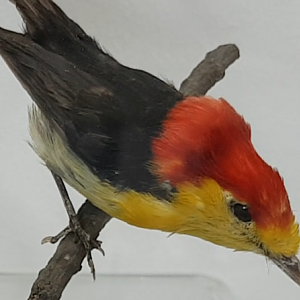 Wire-tailed manakin