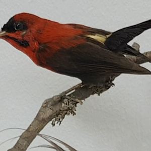 Crimson sunbird