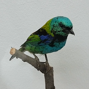 Green-headed tanager - Tangara seledon