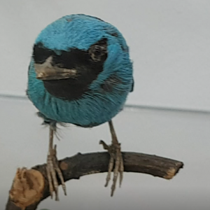 Swallow tanager