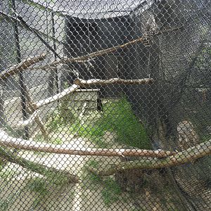 Barred Owl exhibit - Ochsner Park Zoo