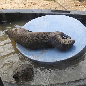 North American River Otters (Lontra canadensis)