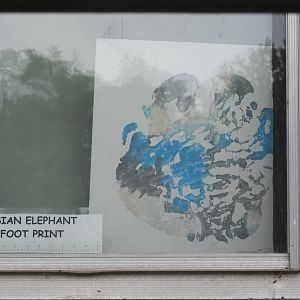 Asian Elephant (Elephas maximus) footprint