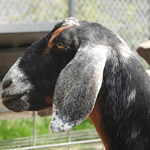 Domestic Goat (Capra aegagrus hircus)