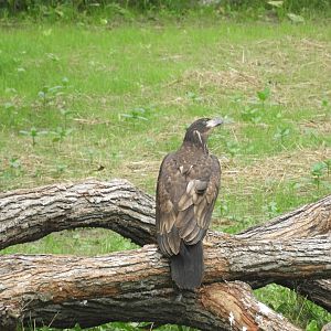 Juvenile Bald Eagle (Haliaeetus leucocephalus)
