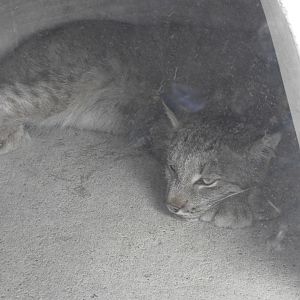 Canada Lynx (Lynx canadensis)