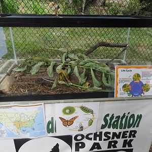 Monarch caterpillar exhibit (New in 2018) - Ochsner Park Zoo