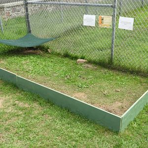 African Spurred Tortoise exercise yard - Ochsner Park Zoo