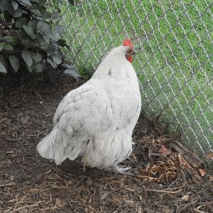 Domestic Chicken (Gallus gallus domesticus)