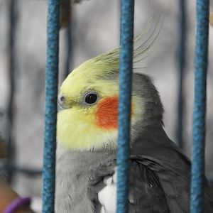 Cockatiel (Nymphicus hollandicus)