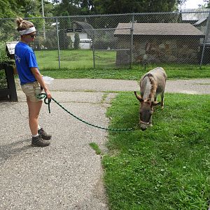 Keeper with Domestic Donkey (Equus africanus asinus)
