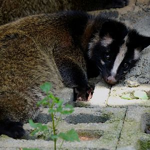 Xiongsen animal world - Masked palm civet