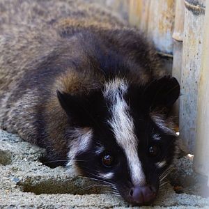 Xiongsen animal world - Masked palm civet