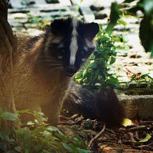 Xiongsen animal world - Masked palm civet