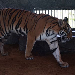 Xiongsen animal world - South China tiger?