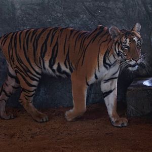 Xiongsen animal world - South China tiger?