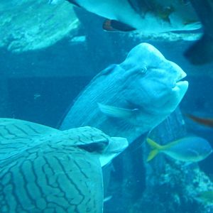 SEA Aquarium - Shipwreck habitat