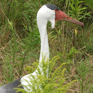 Wattled Crane (Grus carunculata)