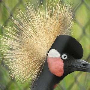 Black Crowned Crane (Balearica pavonina)