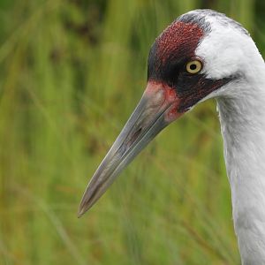 Whooping Crane (Grus americana)