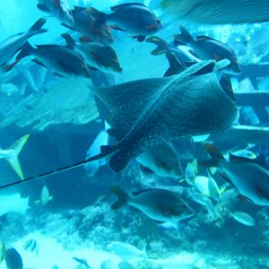 SEA Aquarium - Shipwreck habitat