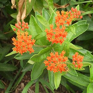 Butterflyweed (Asclepias tuberosa)