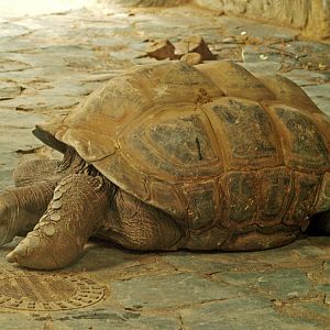 Aldabra tortoise