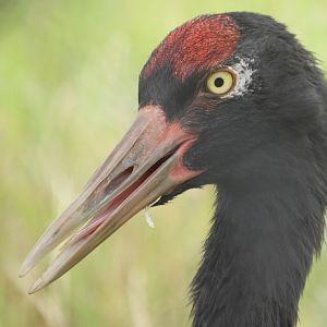Black-Necked Crane (Grus nigricollis)