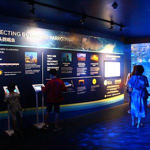 SEA Aquarium - Humphead Parrotfish conservation