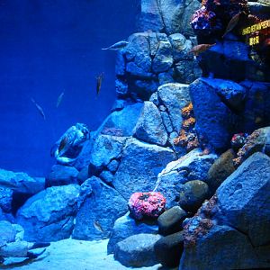 SEA Aquarium - Deep Water Crabs