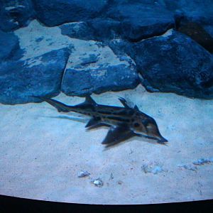 SEA Aquarium - Australian Ghostshark