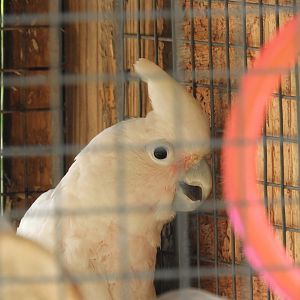 Tanimbar Corella (Cacatua goffini)