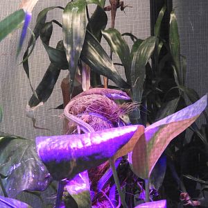 Green Anole (Anolis carolinensis)