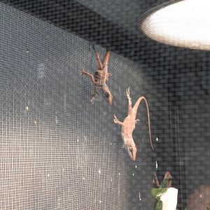 Brown Anole (Anolis sagrei) and Green Anole (Anolis carolinensis)