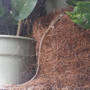 Long-Tailed Grass Lizard (Takydromus sexlineatus)