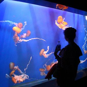SEA Aquarium - Pacific Sea Nettle