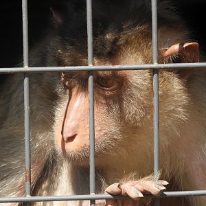 Pig-Tailed Macaque (Macaca nemestrina)