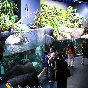SEA Aquarium - South American freshwater exhibits