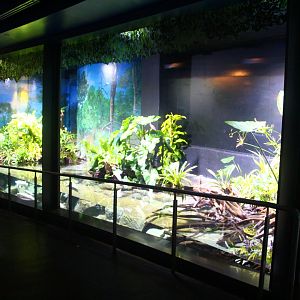 SEA Aquarium - Gar and Paddlefish exhibits