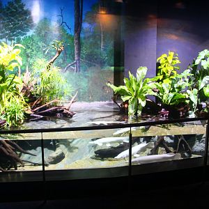 SEA Aquarium - Alligator Gar exhibit