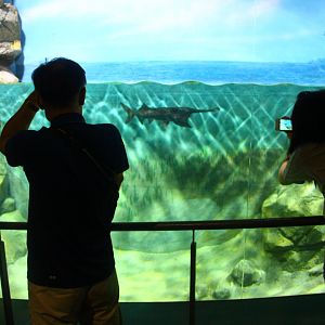 SEA Aquarium - Mississippi Paddlefish exhibit