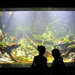 SEA Aquarium - Sunken Forest