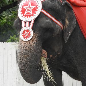 Asian Elephant (Elephas maximus) - Circus World Museum