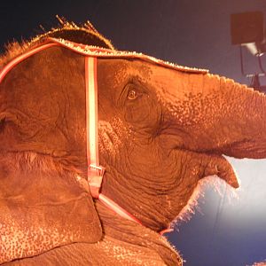 Asian Elephant (Elephas maximus) - Circus World Museum