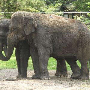 Asian Elephants (Elephas maximus) - Circus World Museum